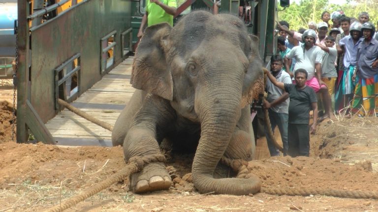 At the Horowpathana elephant holding ground, it is starvation that is driving jumbo deaths