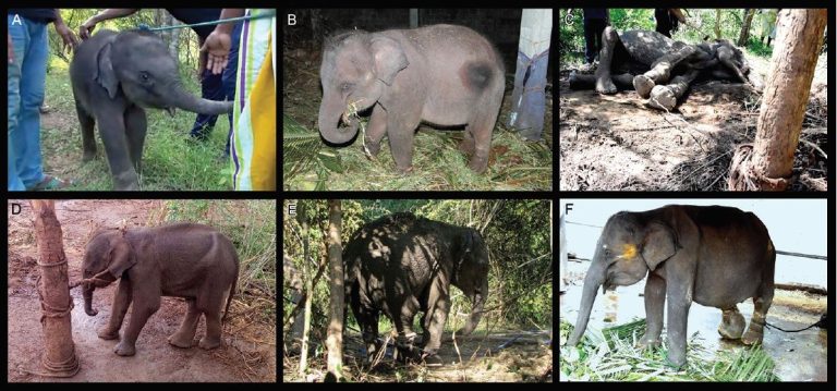 Outcry in Sri Lanka as suspected elephant kidnappers get to keep the animals