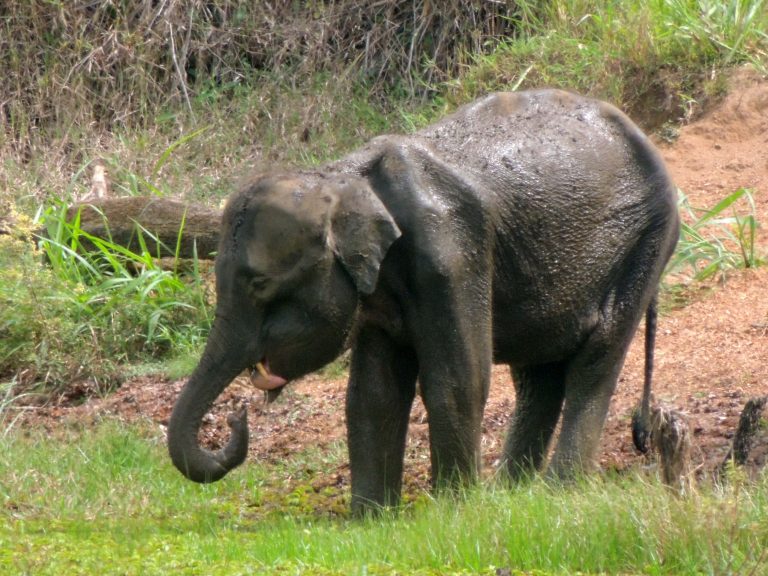 Jaw bombs, the deadliest threat to Sri Lanka’s elephants, are scaling up