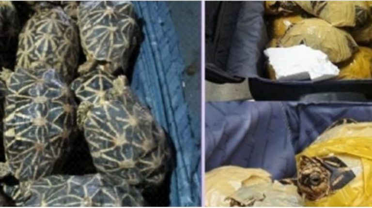 Record seizures mark Sri Lanka’s rise as a smuggling hub for star tortoises