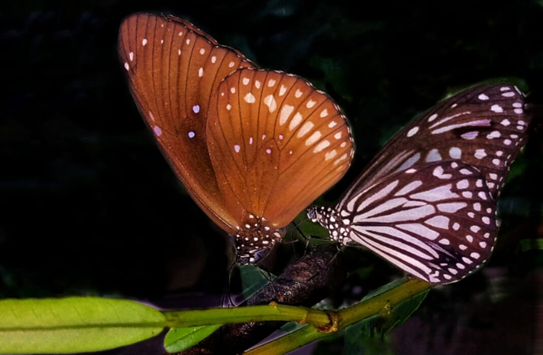 Banner Image: A brown king crow (Euploea klugii) and a glassy tiger (Parantica aglea) found in the Kanneliya forest reserve in Southern Sri Lanka. Image courtesy of Gunadasa Pathirana.