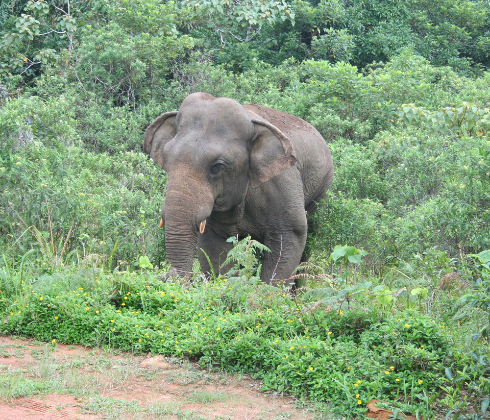 Nature’s final stand: Sinharaja elephant battles for survival in shrinking habitat